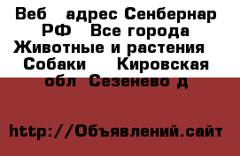 Веб – адрес Сенбернар.РФ - Все города Животные и растения » Собаки   . Кировская обл.,Сезенево д.